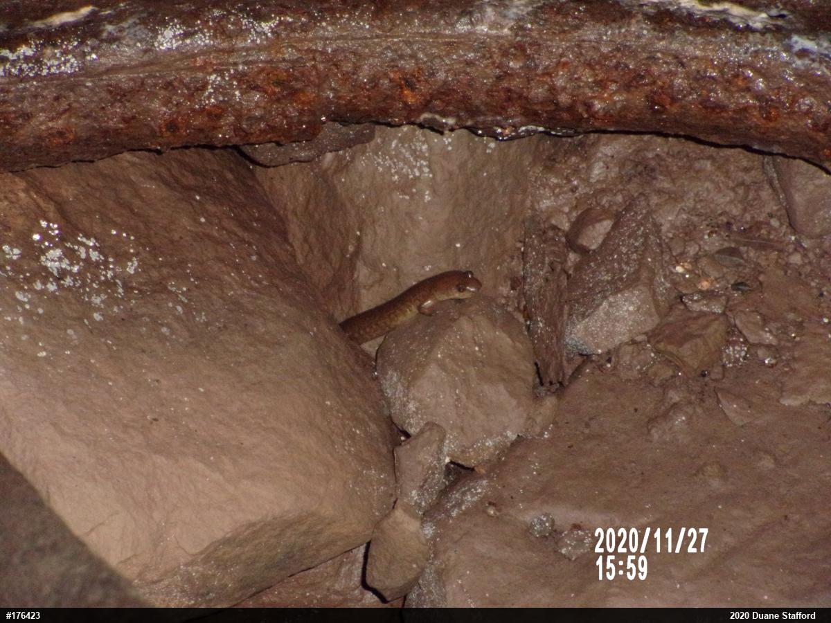 Northern Spring Salamander