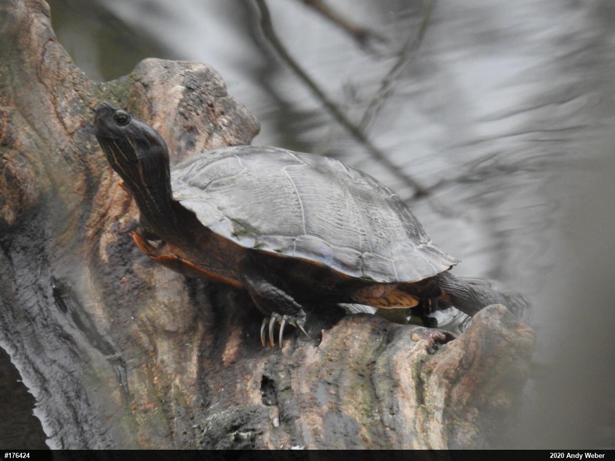 Red-eared Slider