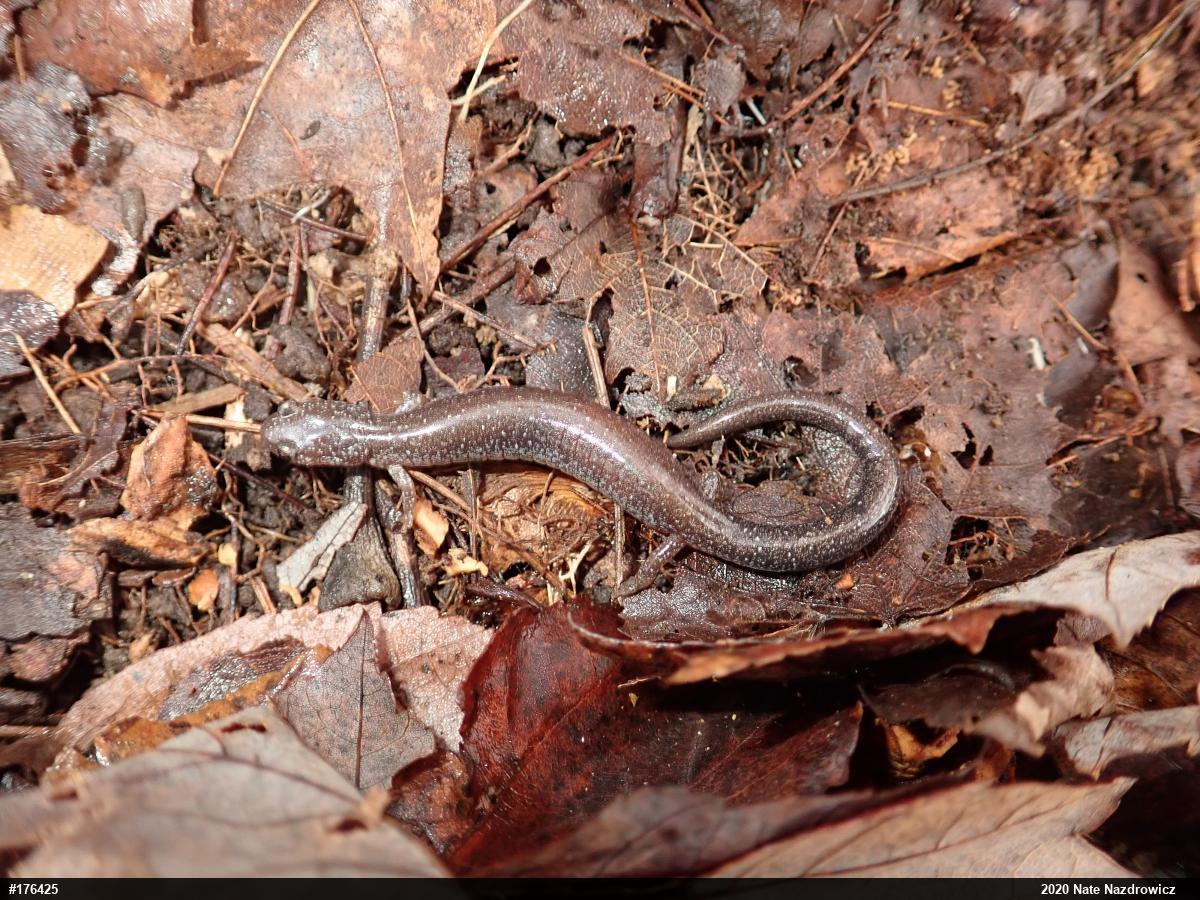 Eastern Red-backed  Salamander