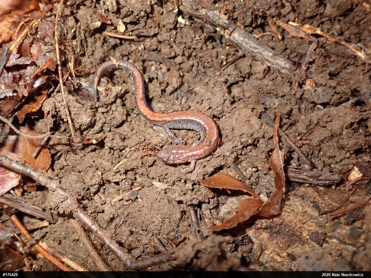 Eastern Red-backed  Salamander