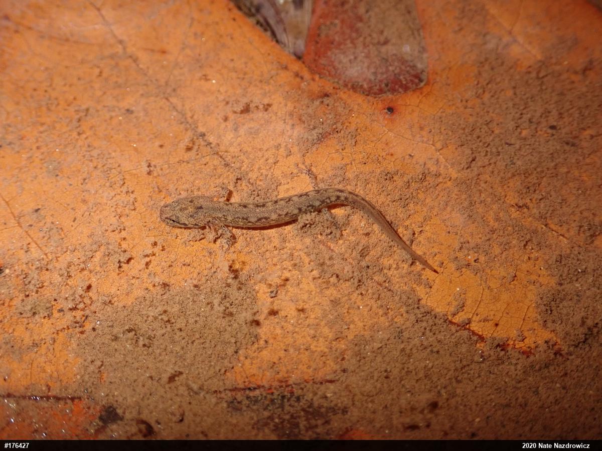 Northern Two-lined Salamander