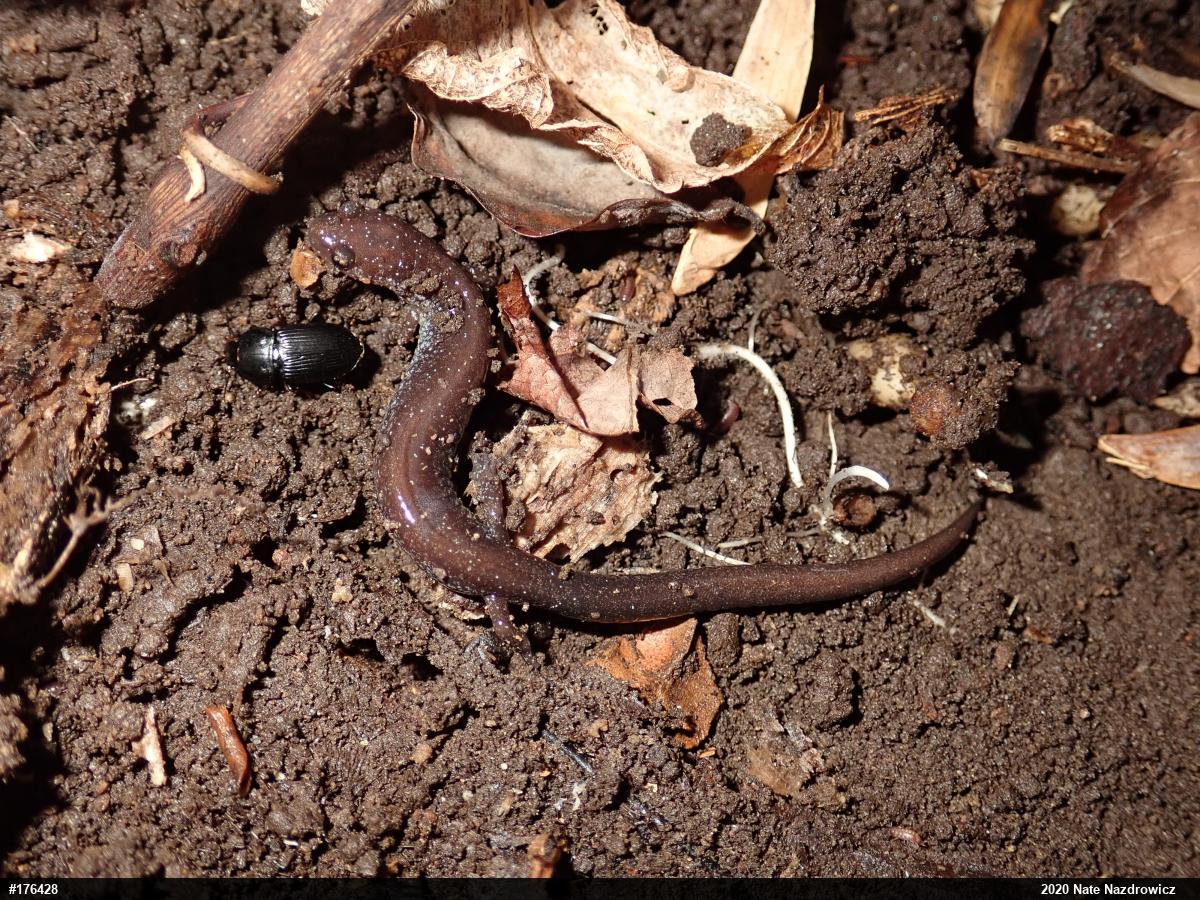 Eastern Red-backed  Salamander