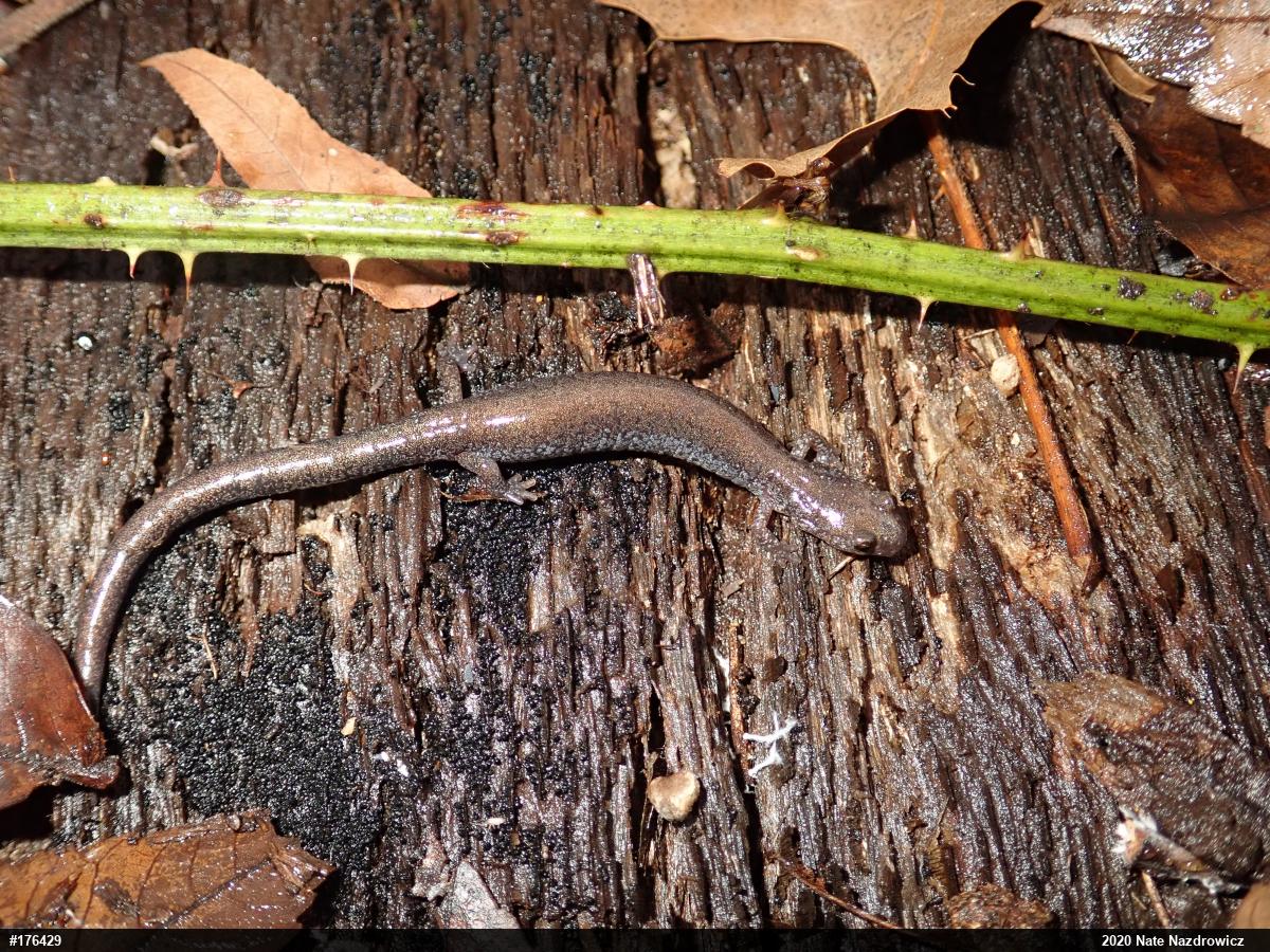 Eastern Red-backed  Salamander