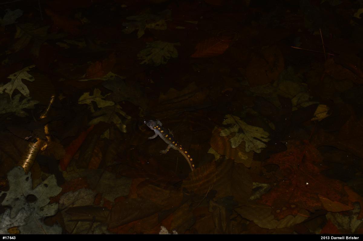 Spotted Salamander