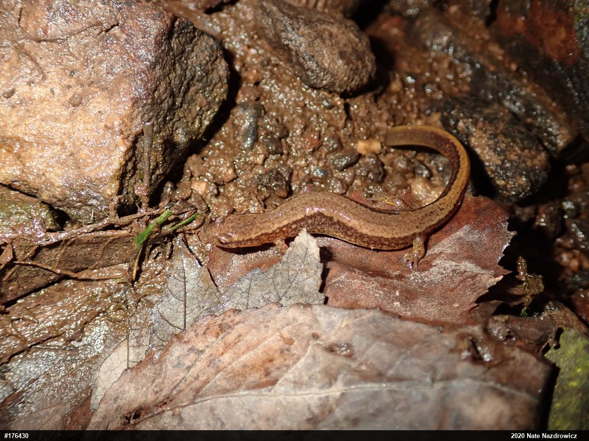 Northern Two-lined Salamander