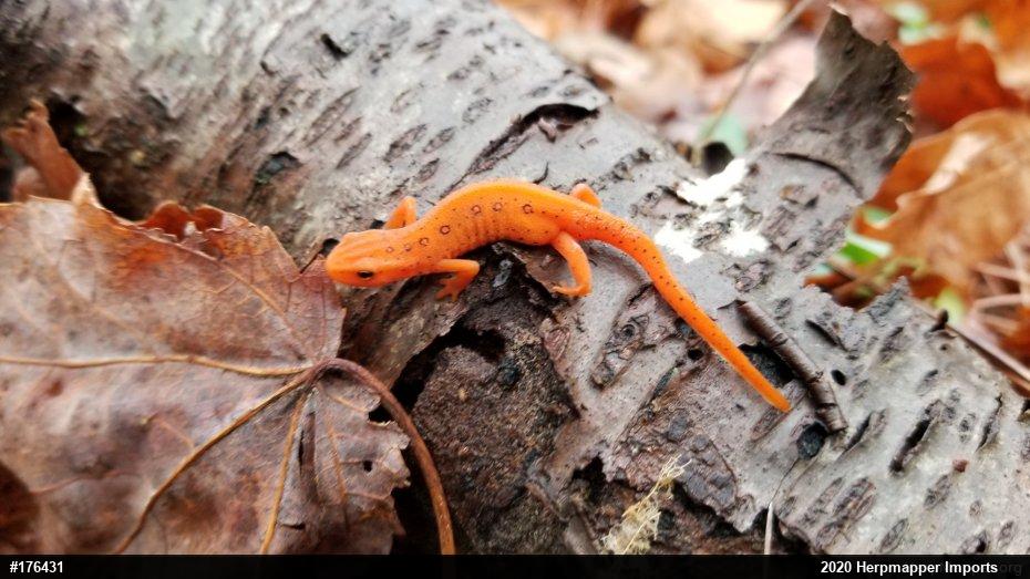 Red-spotted Newt