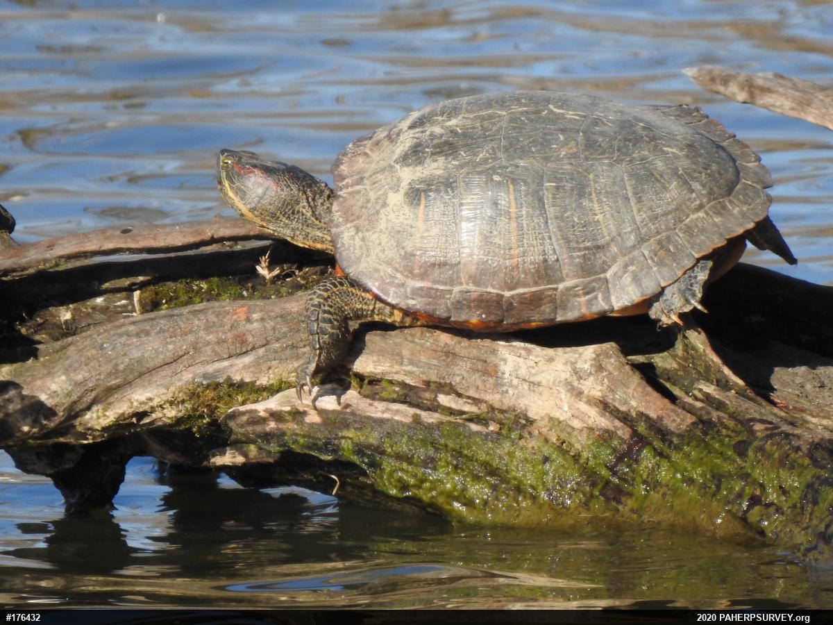 Red-eared Slider
