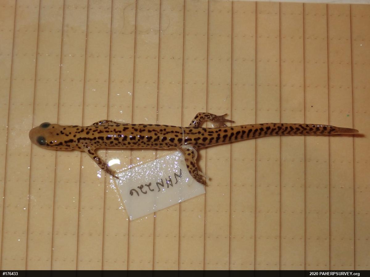 Eastern Long-tailed Salamander
