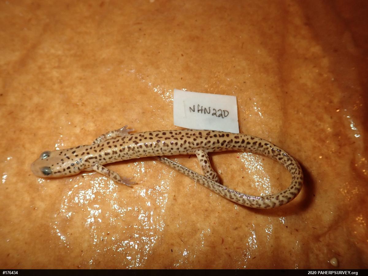 Eastern Long-tailed Salamander