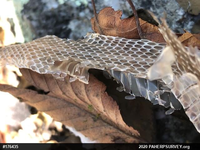 Eastern Gartersnake