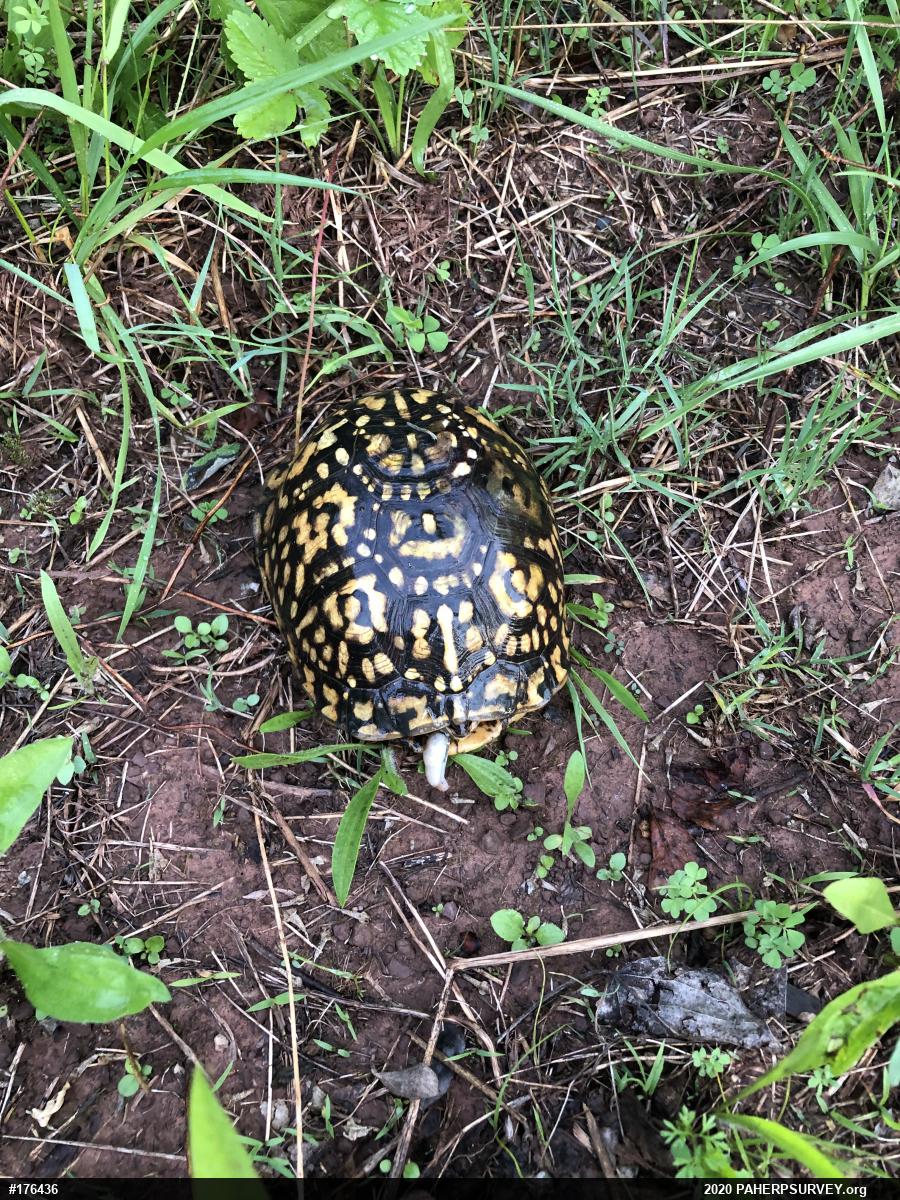 Eastern Box Turtle