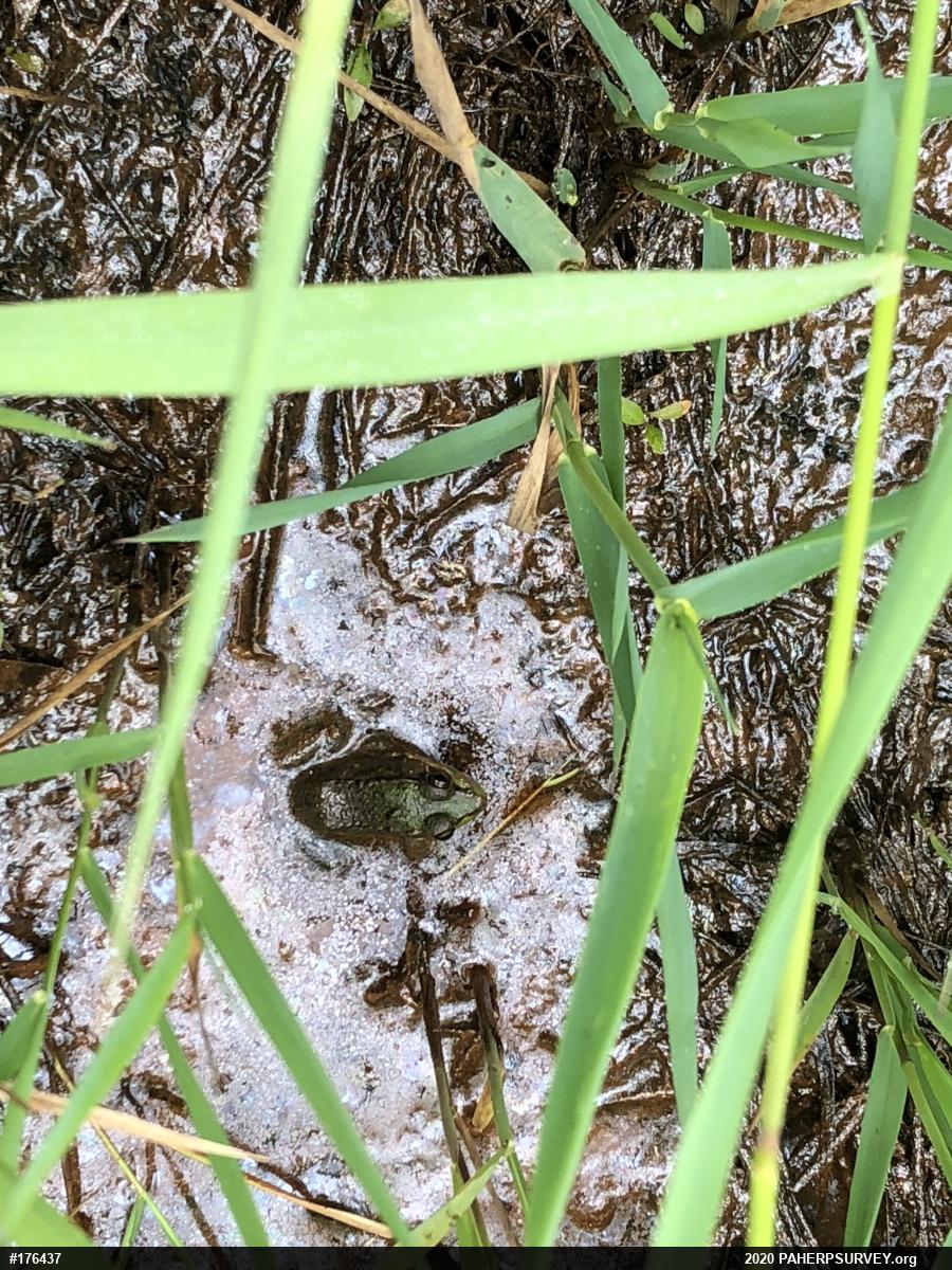 Green Frog