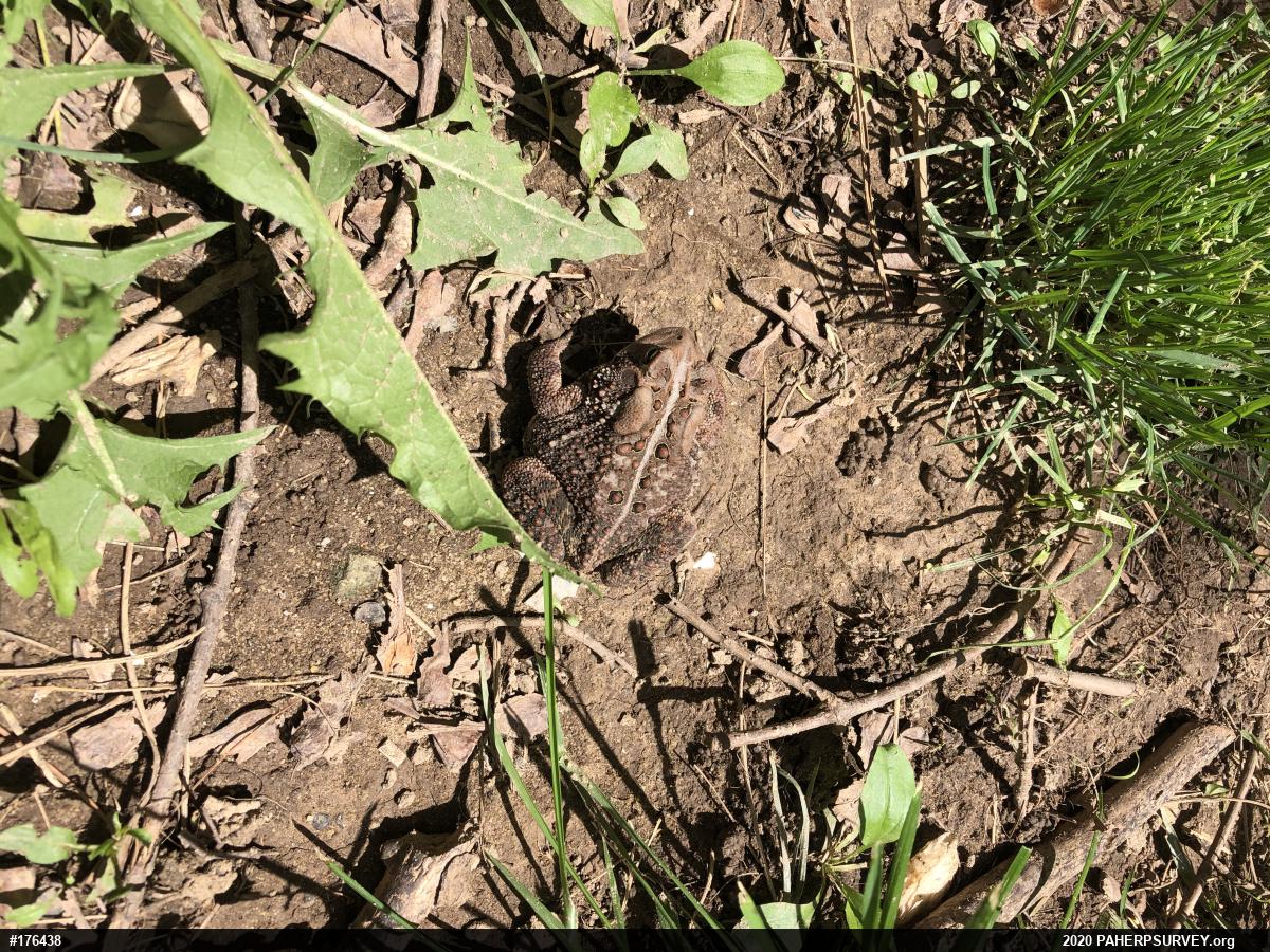 Eastern American Toad