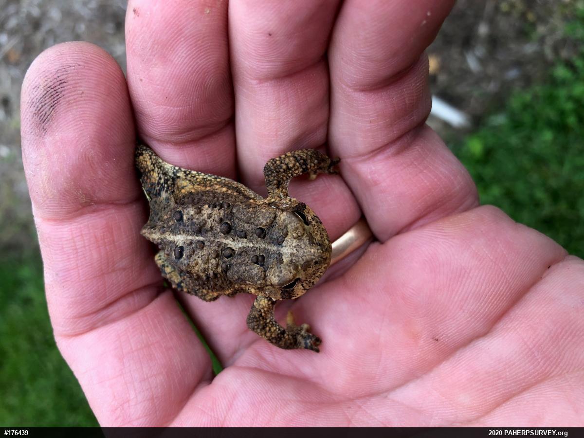 Eastern American Toad