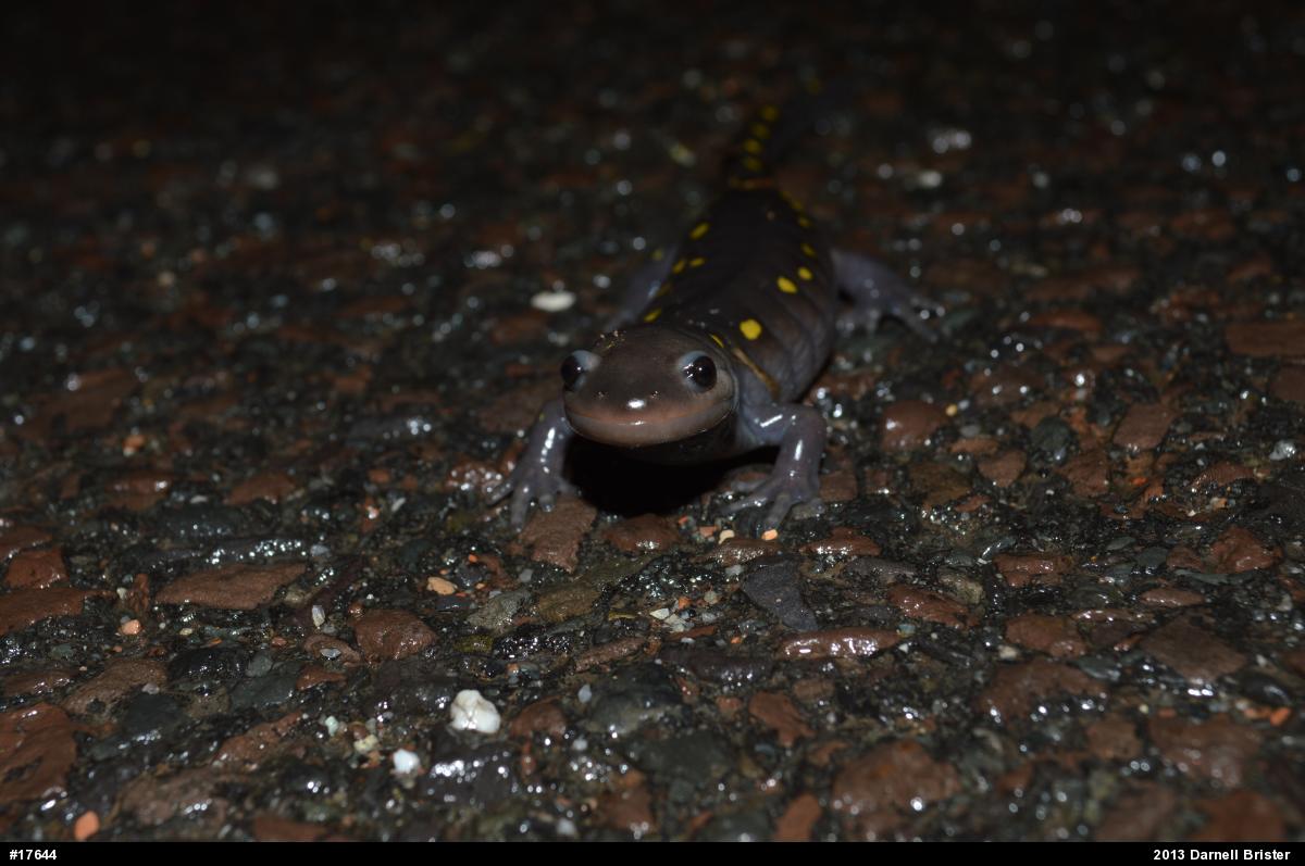 Spotted Salamander