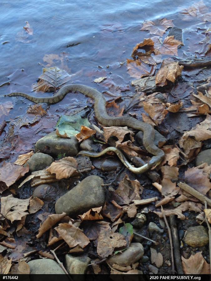 Northern Watersnake