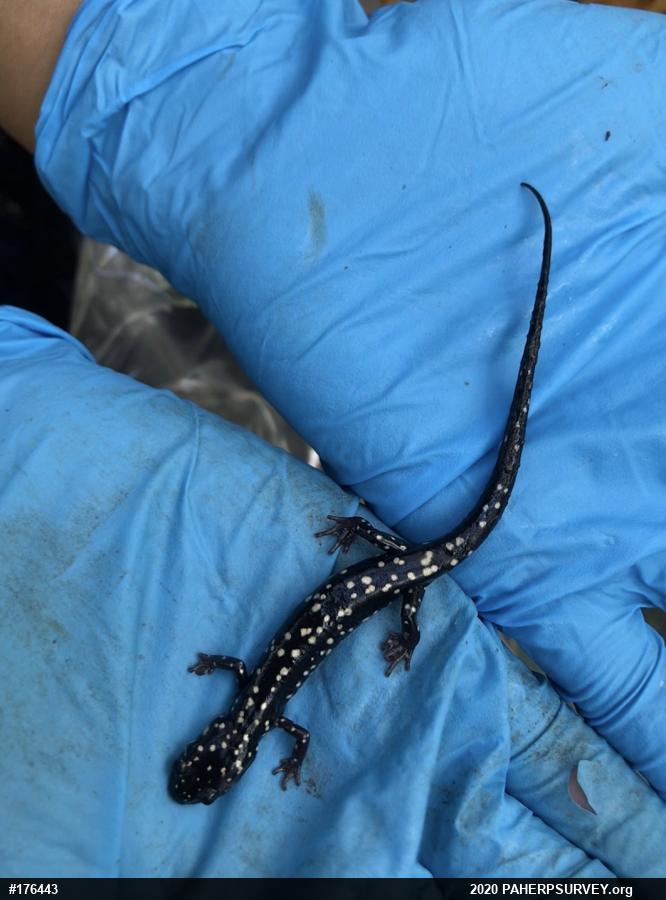Northern Slimy Salamander