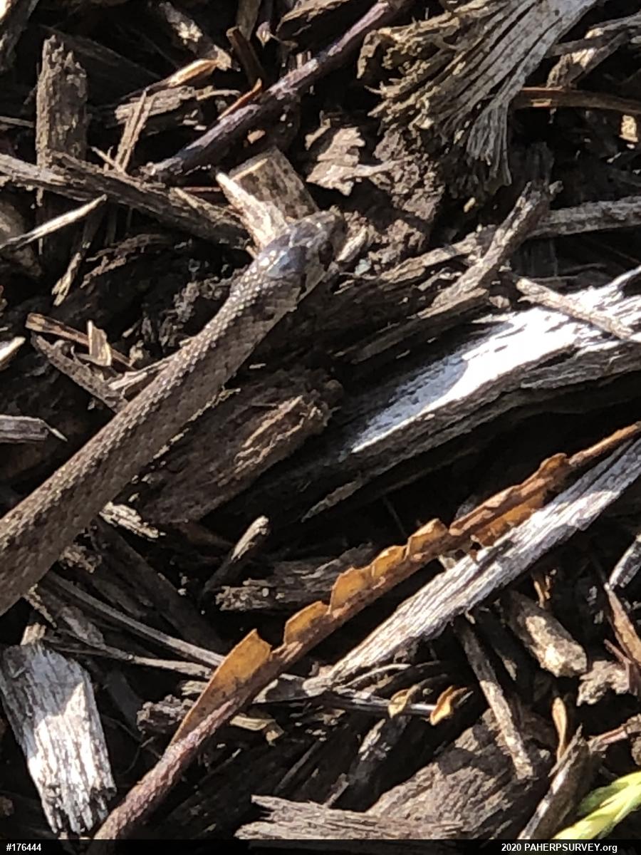 Dekay's Brownsnake