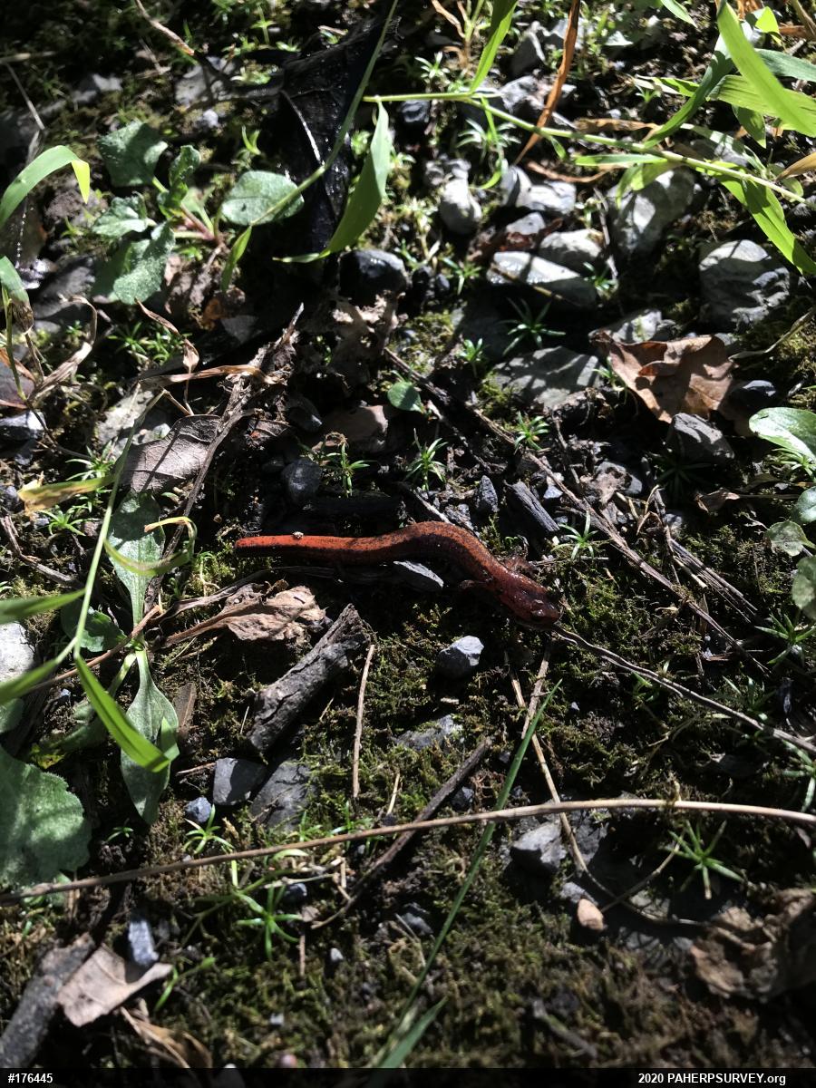 Eastern Red-backed  Salamander
