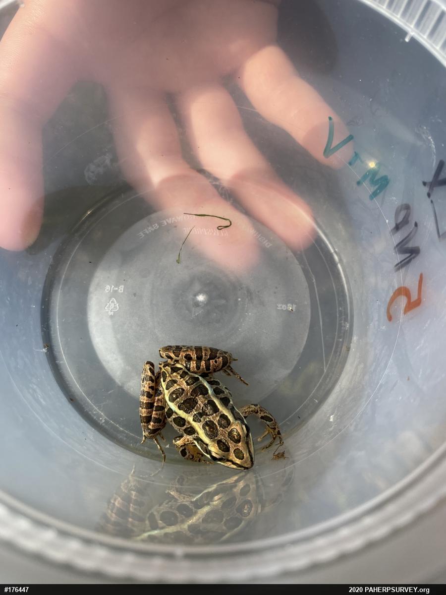 Pickerel Frog