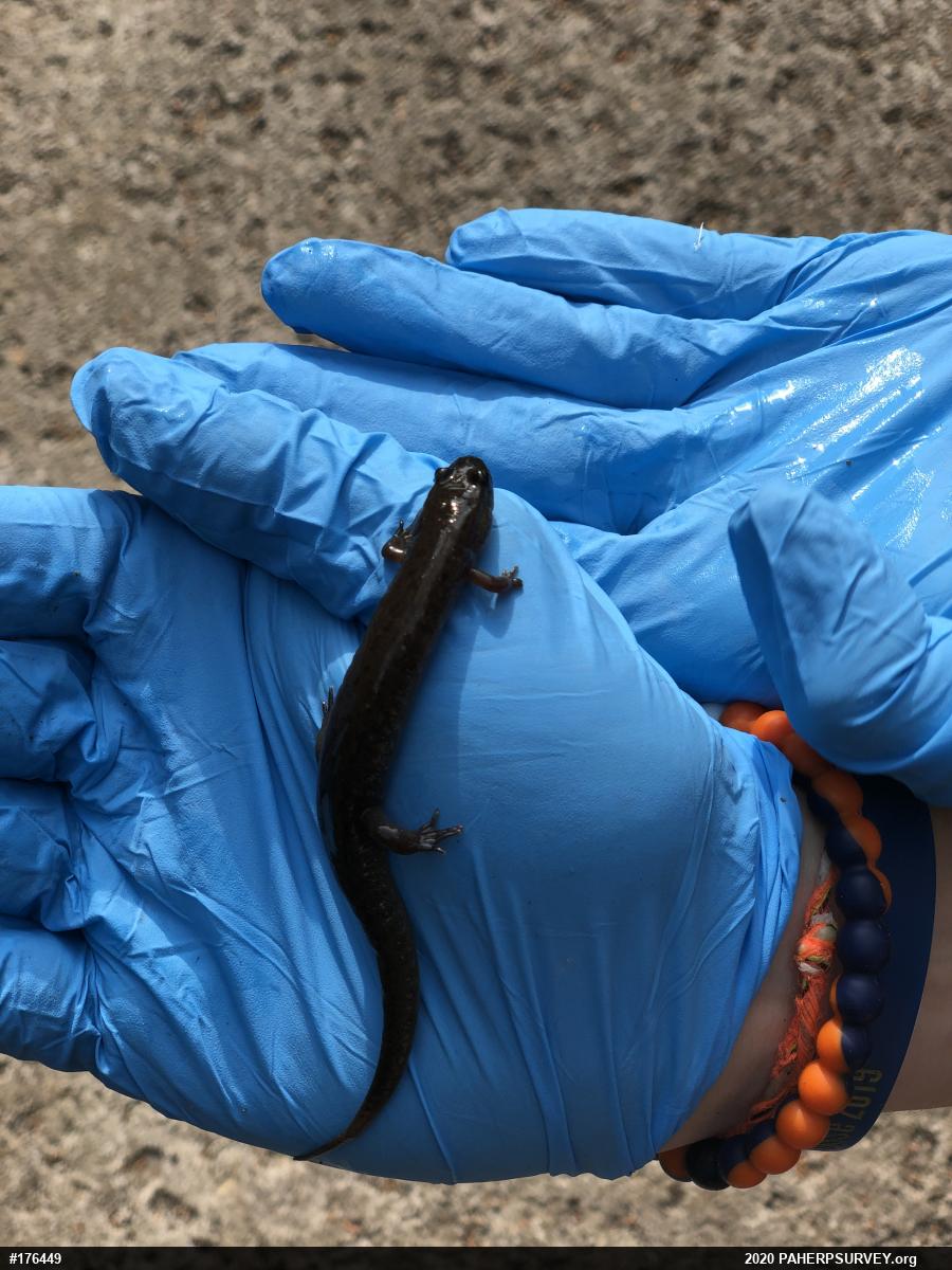 Northern Dusky Salamander