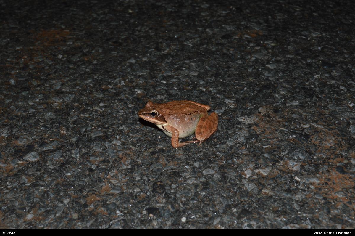 Wood Frog