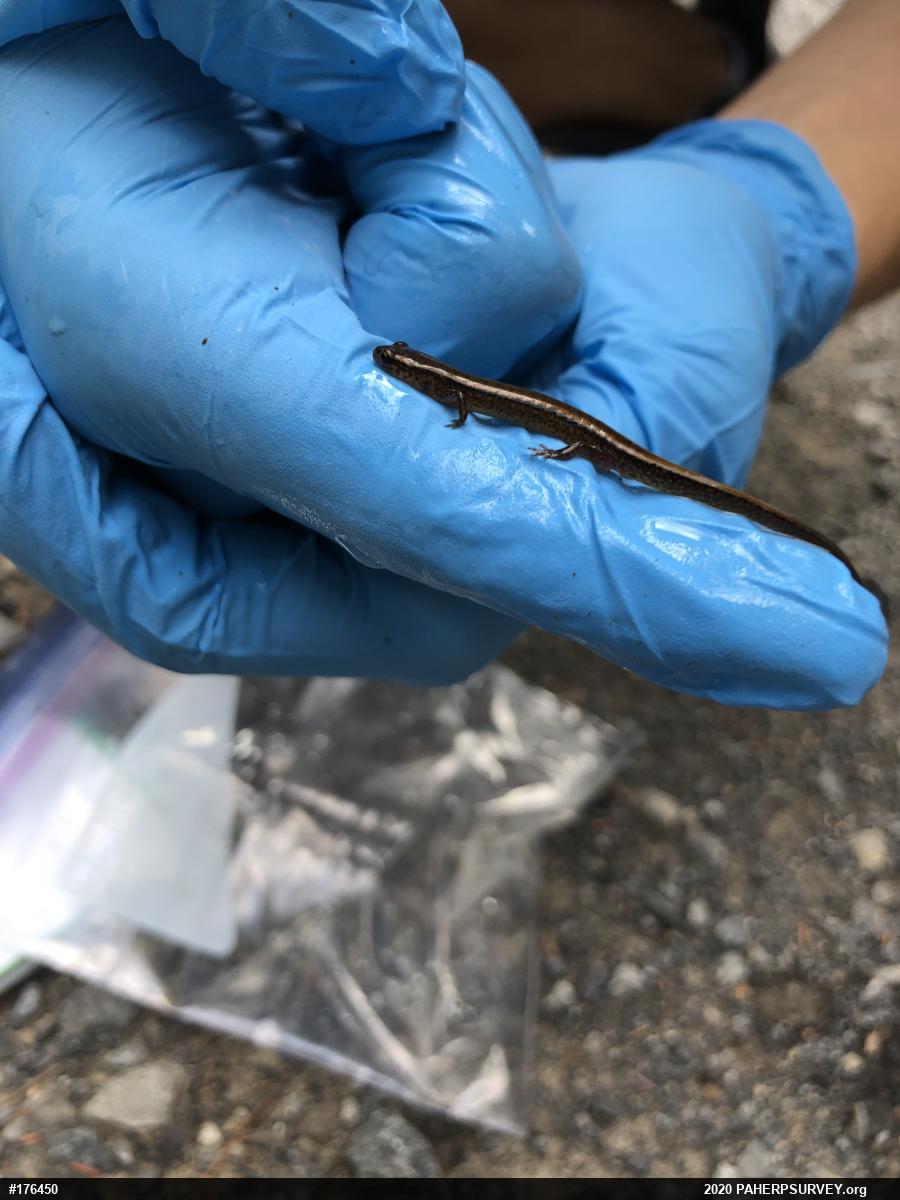 Northern Two-lined Salamander