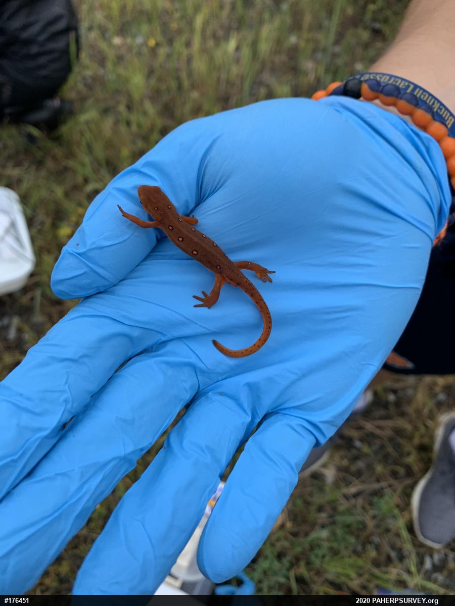 Red-spotted Newt