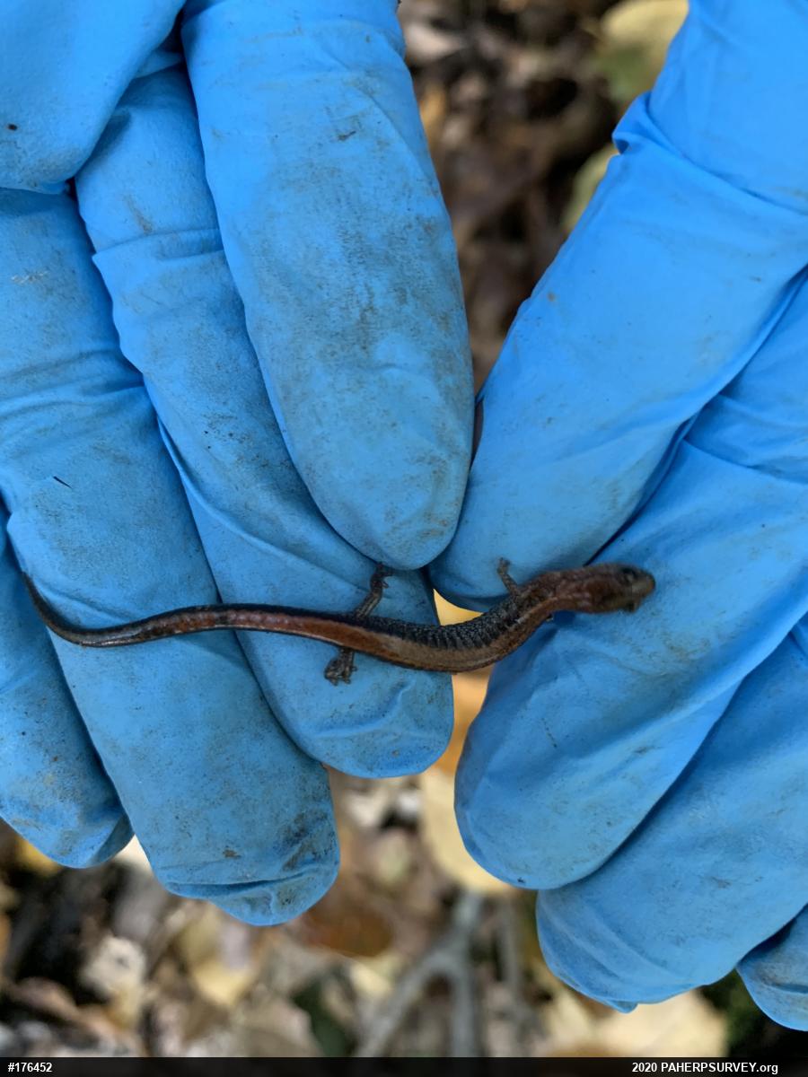 Eastern Red-backed  Salamander