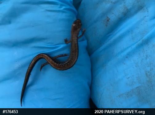 Eastern Red-backed  Salamander