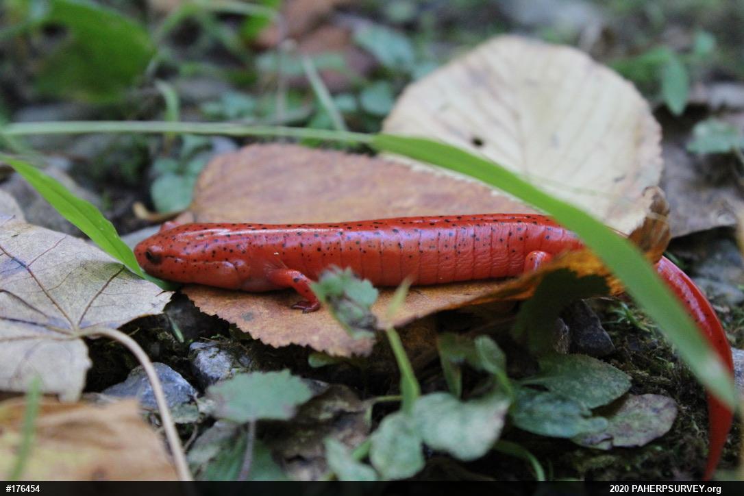 Northern Red Salamander