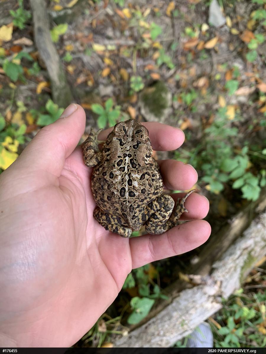 Eastern American Toad