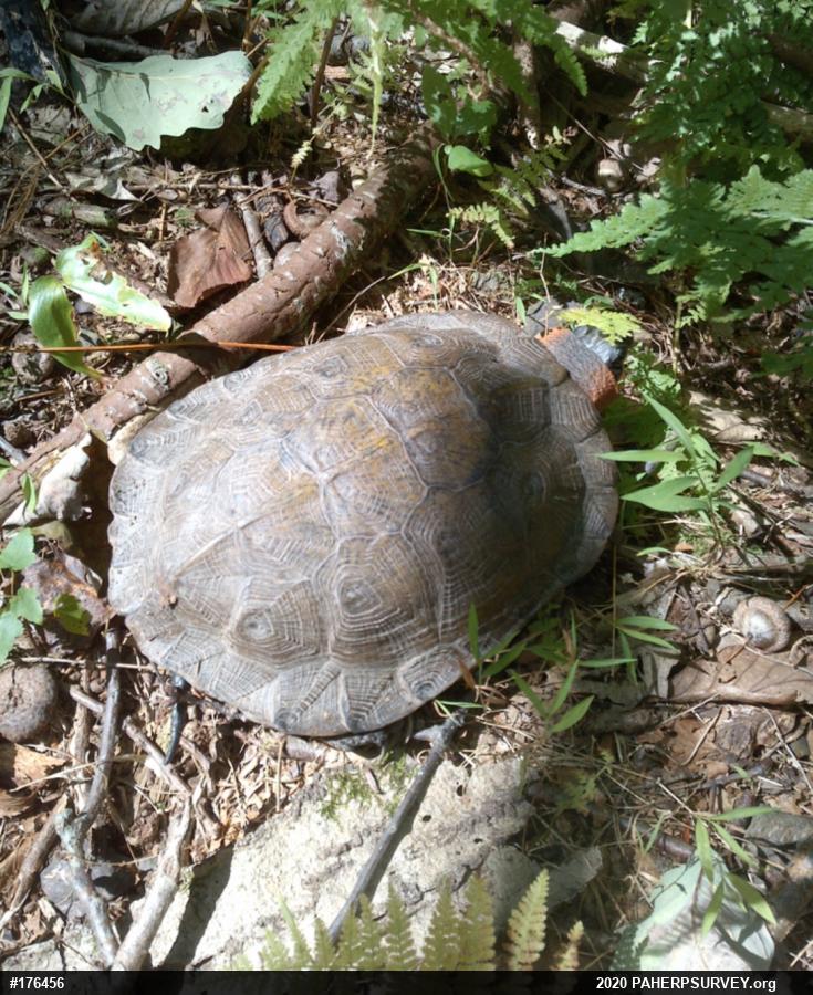 Wood Turtle