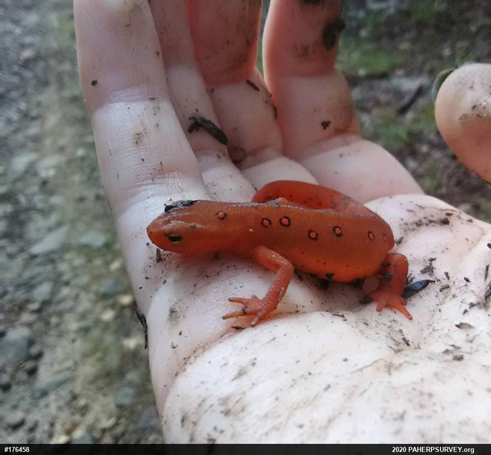 Red-spotted Newt