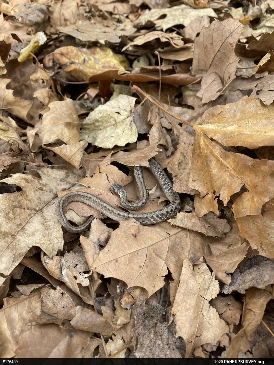 Dekay's Brownsnake