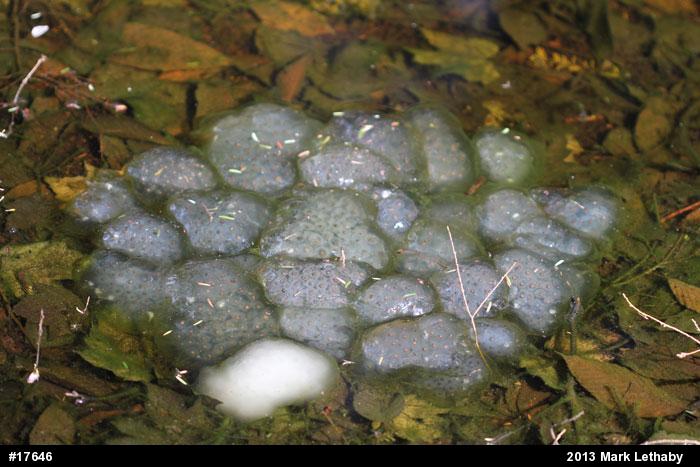Spotted Salamander