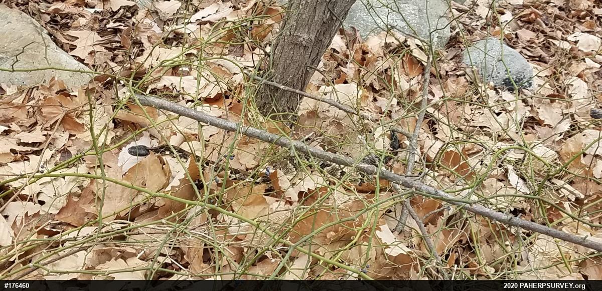 Timber Rattlesnake