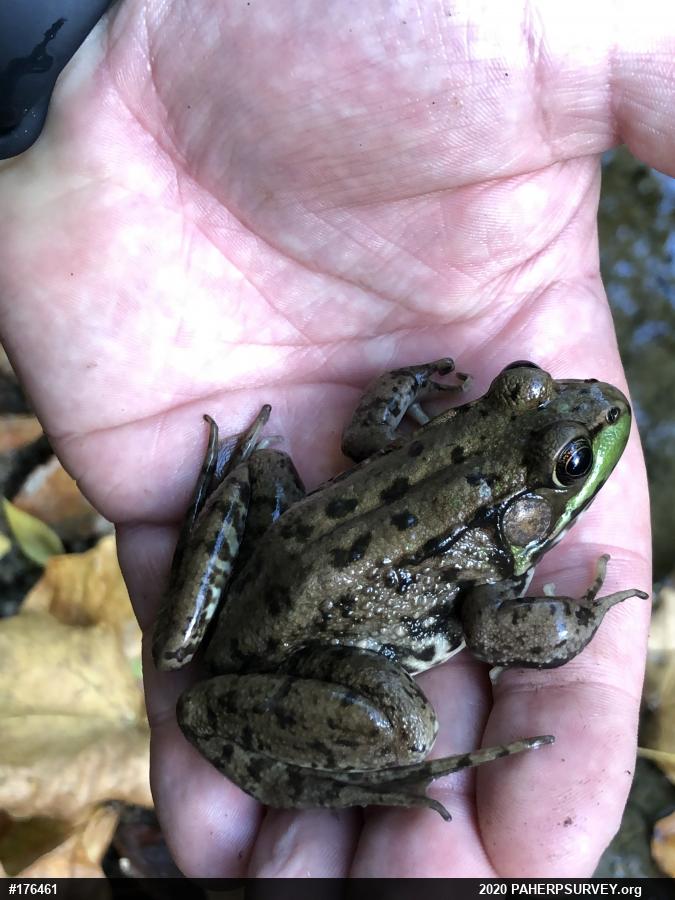 Green Frog