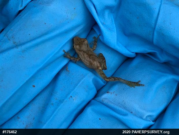 Spring Peeper
