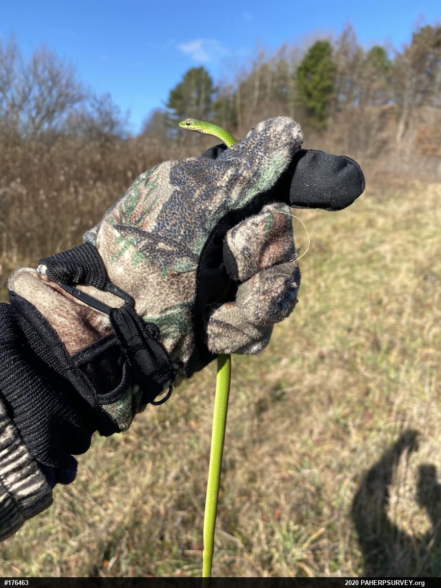Smooth Greensnake