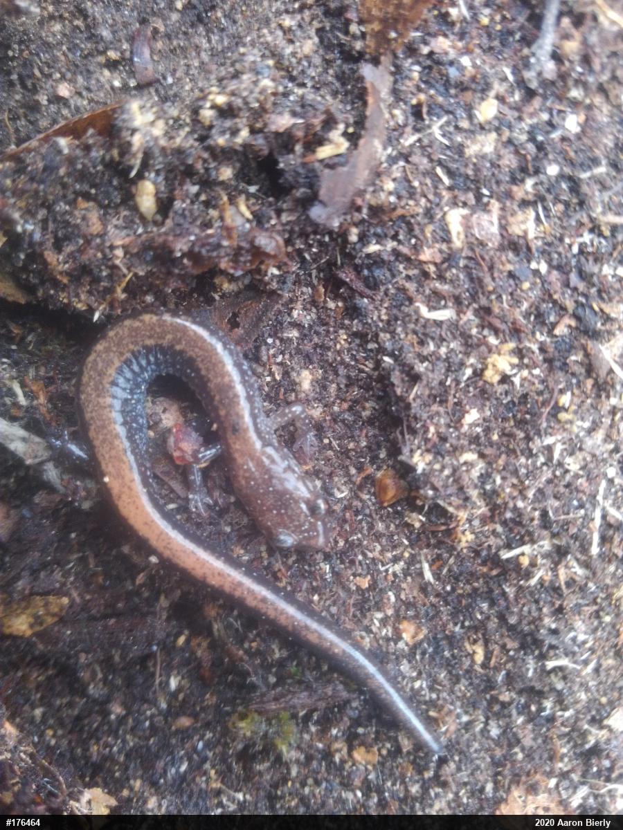 Eastern Red-backed  Salamander
