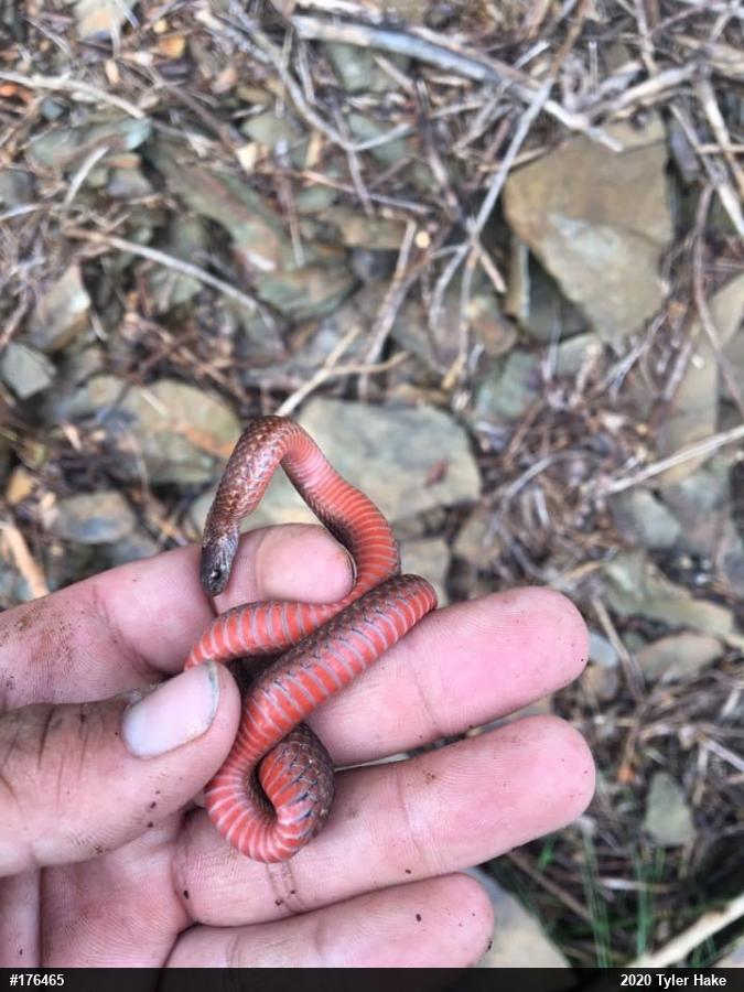 Red-bellied Snake