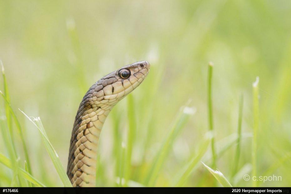 Eastern Gartersnake