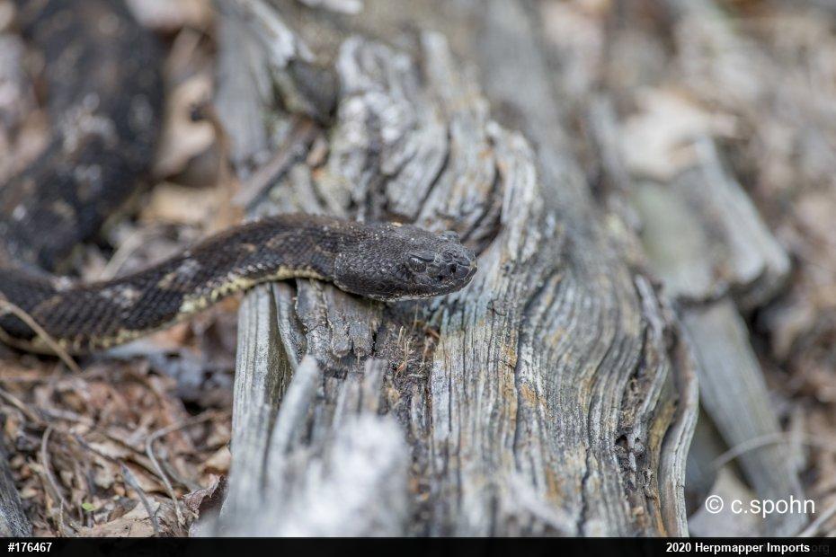 Timber Rattlesnake