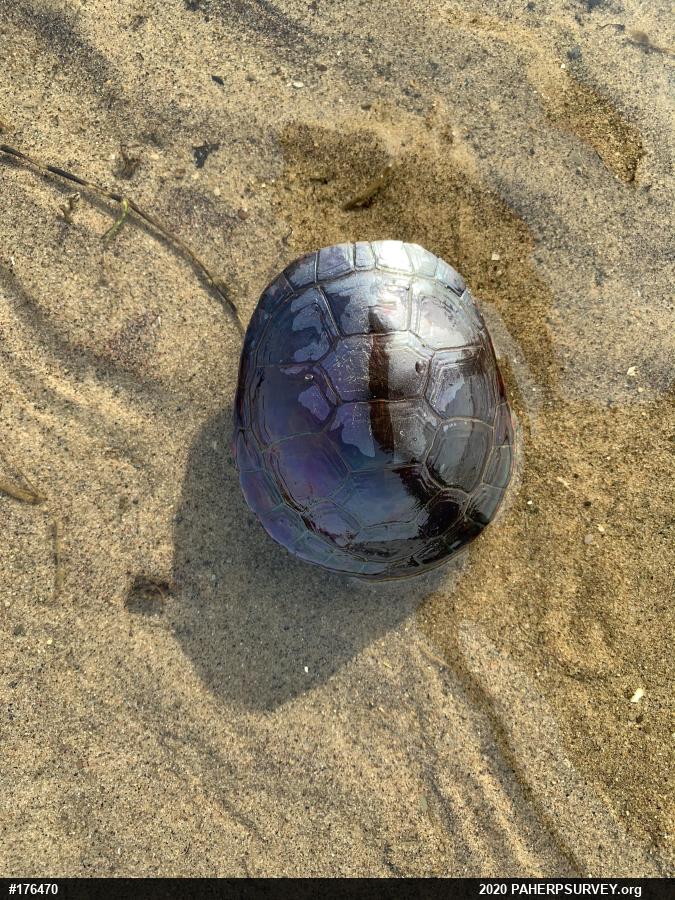 Midland Painted Turtle