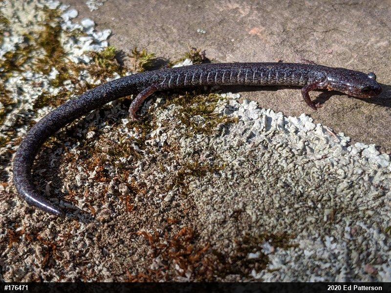 Valley And Ridge Salamander