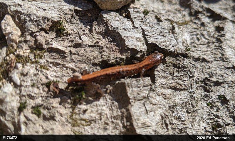 Eastern Red-backed  Salamander