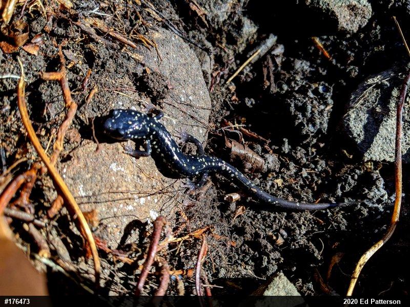 Northern Slimy Salamander