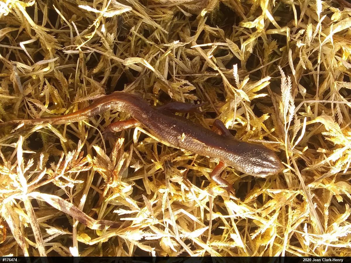Red-spotted Newt