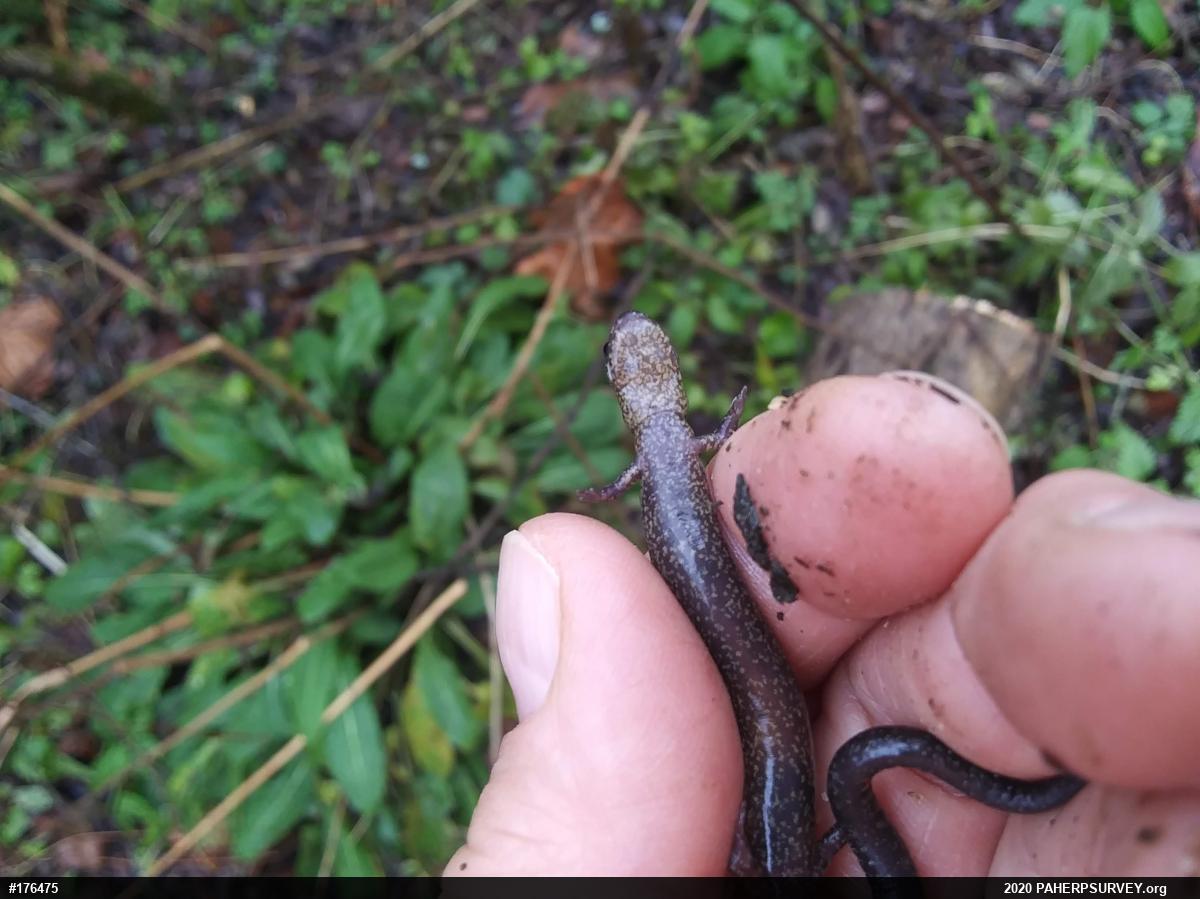 Eastern Red-backed  Salamander
